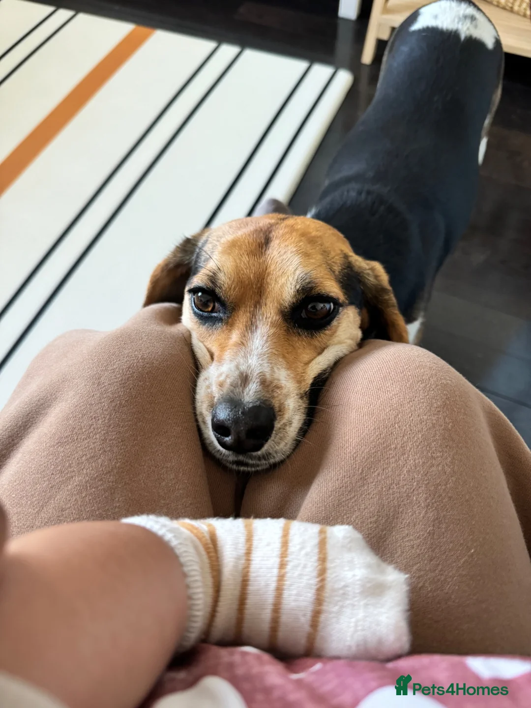 Beagle dogs for sale: Sweetheart Beagle - Advert 1