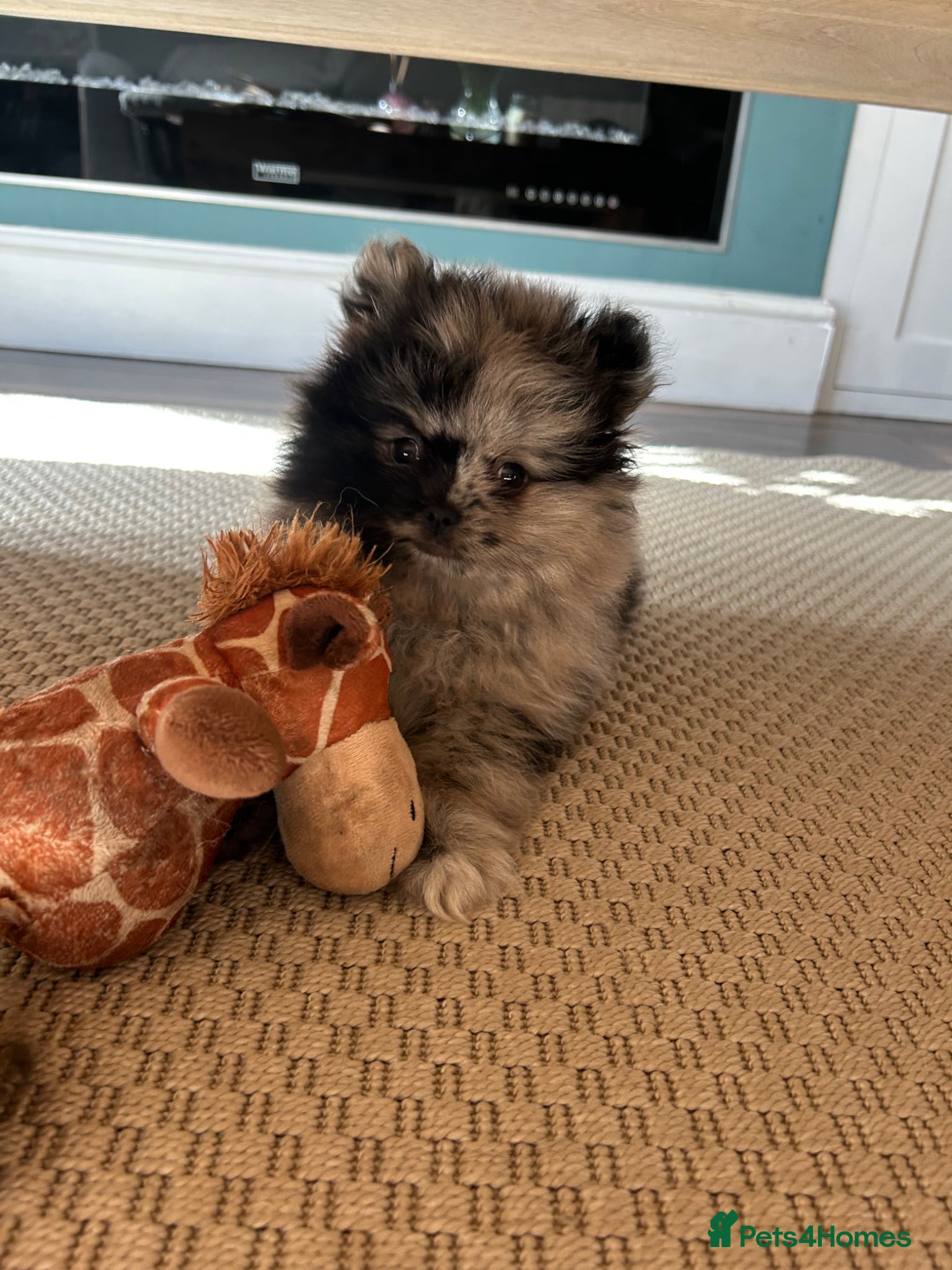 Pomeranian dogs Rare split face Merle teddy Pom puppy - READY NOW - Advert 5