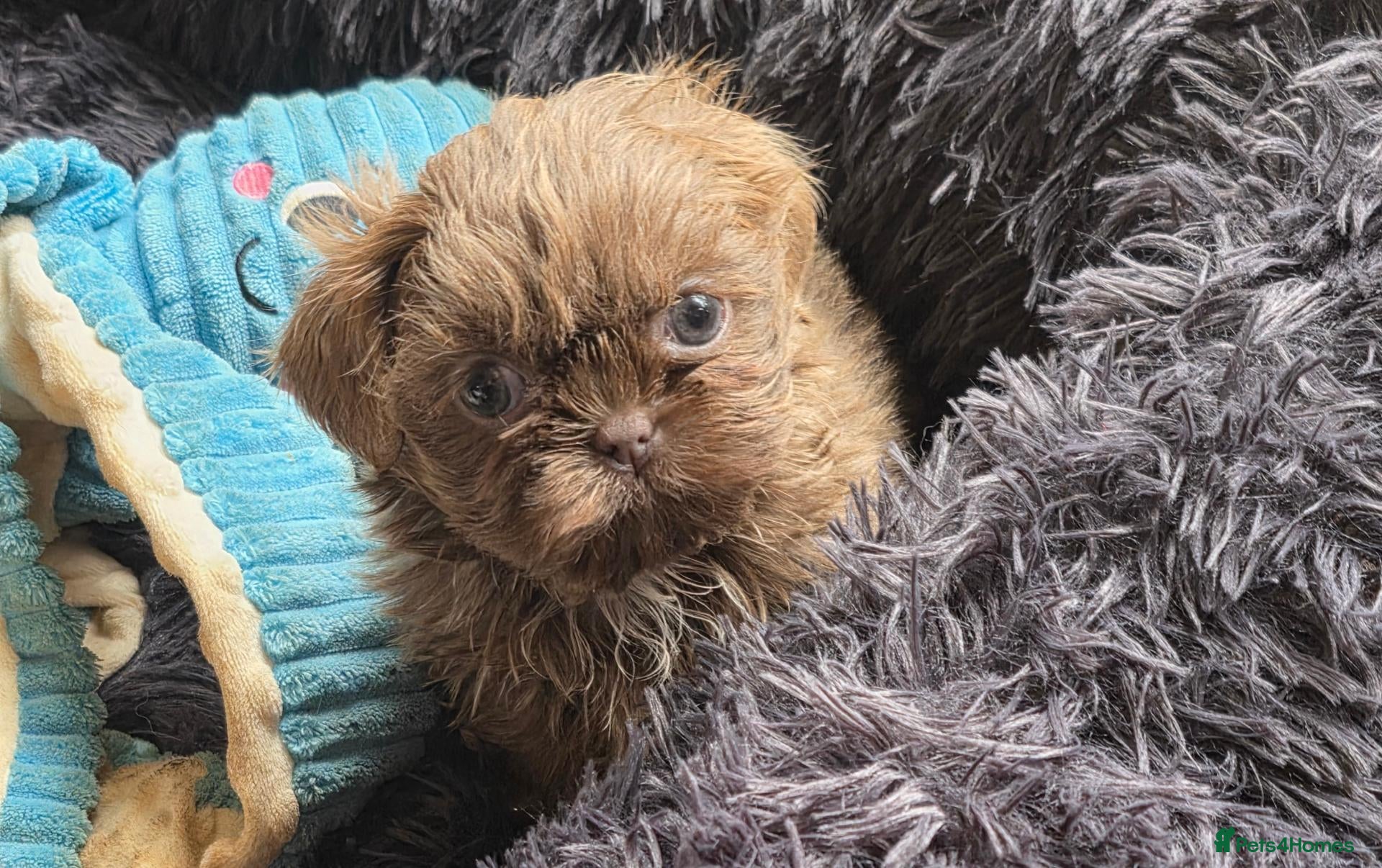 Shih Tzu dogs Amazing imperial shih tzu puppies  - Advert 1