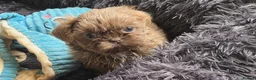 Shih Tzu dogs for sale: Amazing imperial shih tzu puppies ready now - Advert 31
