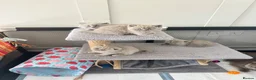 British Shorthair cats for sale: Beautiful lilic grey BSH British shorthair kittens - Advert 11