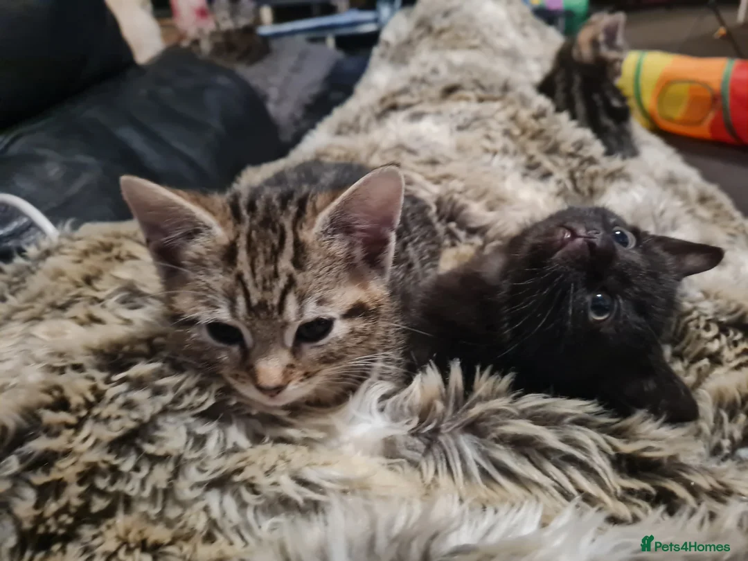 Mixed Breed cats for sale: Beautiful 8 week old kittens - Advert 12