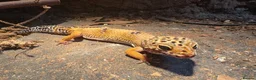 Leopard Gecko reptiles for sale: 2 female lepord geckos and complete set up  - Advert 6