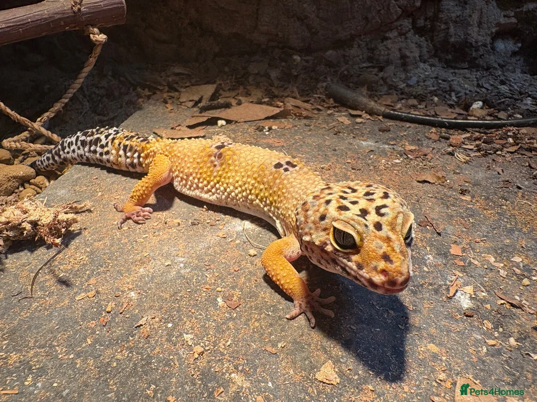 Leopard Gecko reptiles for sale: 2 female lepord geckos and complete set up  - Advert 6
