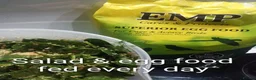 Budgerigars birds for sale: Outstanding pet baby budgies priced from £40 - Advert 12