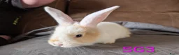 Continental Giant rabbits for sale: Beautiful Conti babies  - Advert 13