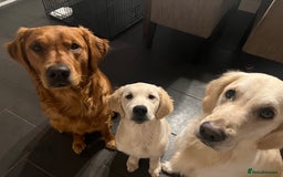 Golden Retriever dogs for sale: Beautiful KC Registered Golden Retrievers - Image 8