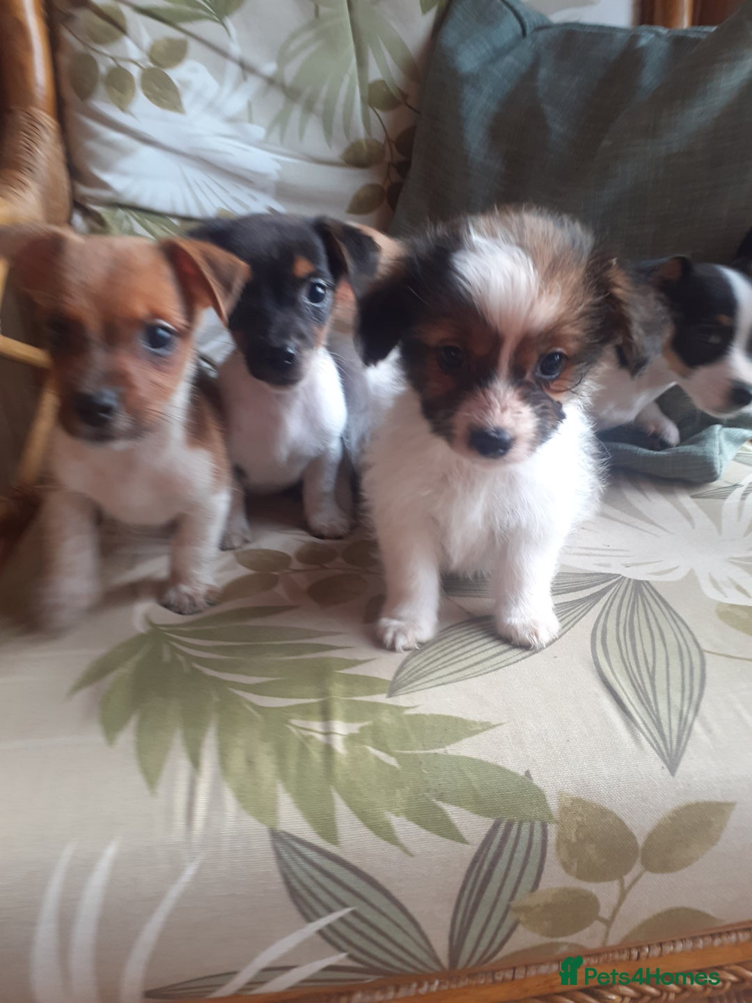 Jack Russell dogs for sale: Jack Russell  - Image 8