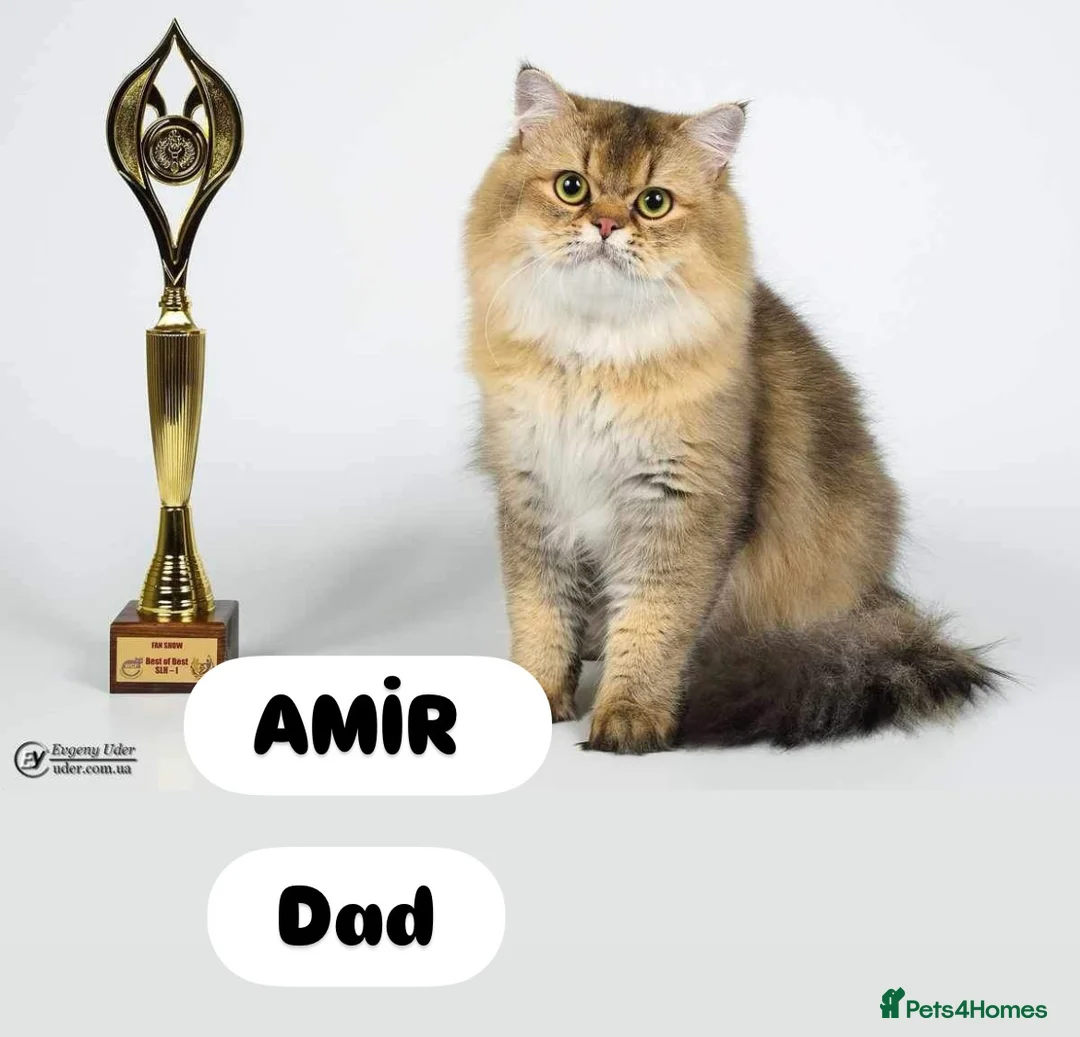 Scottish Fold cats for sale: TICA registered Pedigree boy kitten  - Advert 23