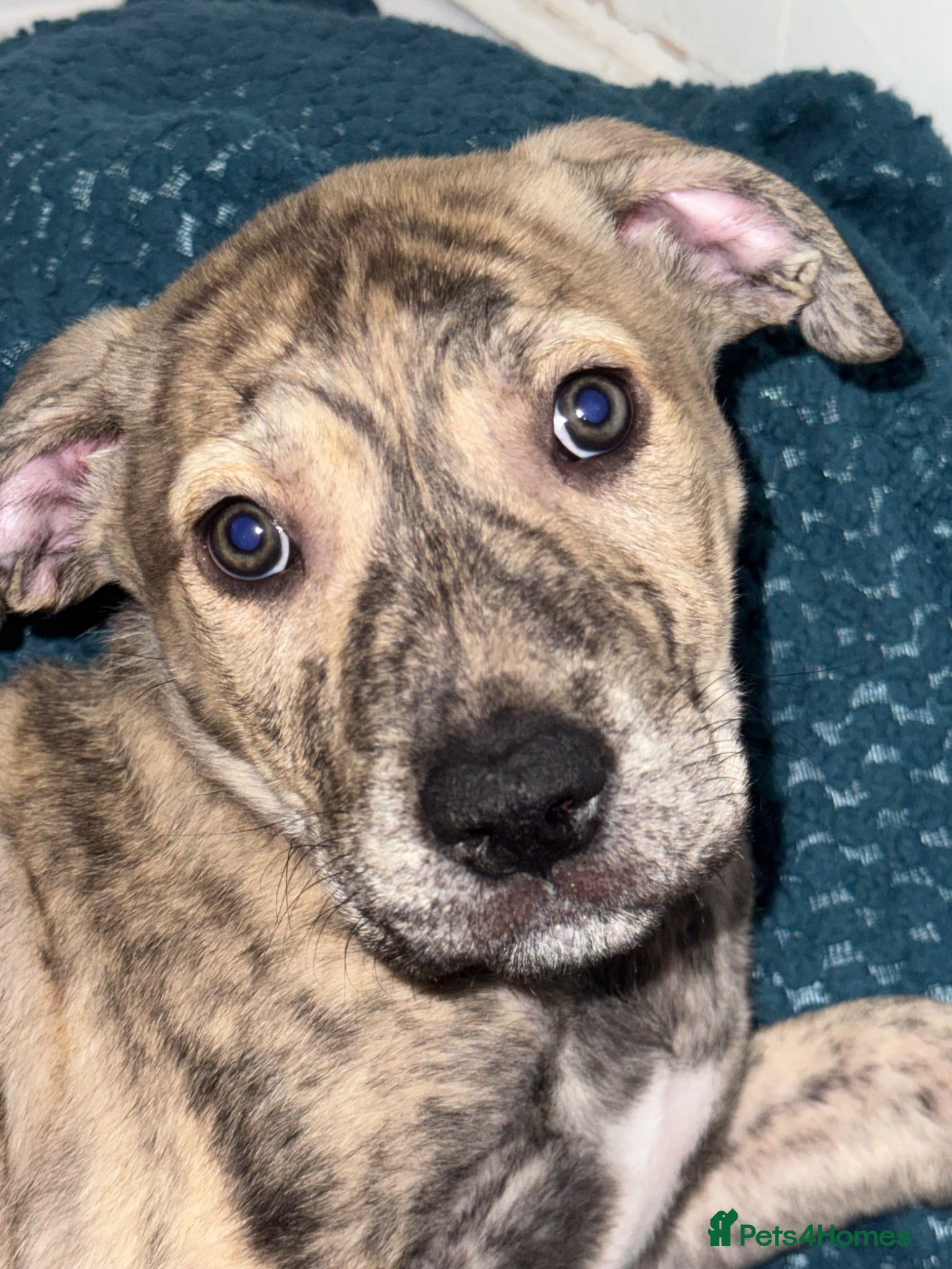 Mixed Breed dogs Terrier staffy mix boy pup  - Advert 2