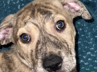 Mixed Breed dogs Terrier staffy mix boy pup - Advert 2