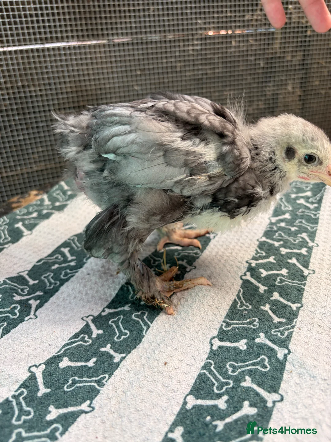 Chickens poultry for sale: Various Rare Breed Cochin Chickens gentle giants - Advert 12