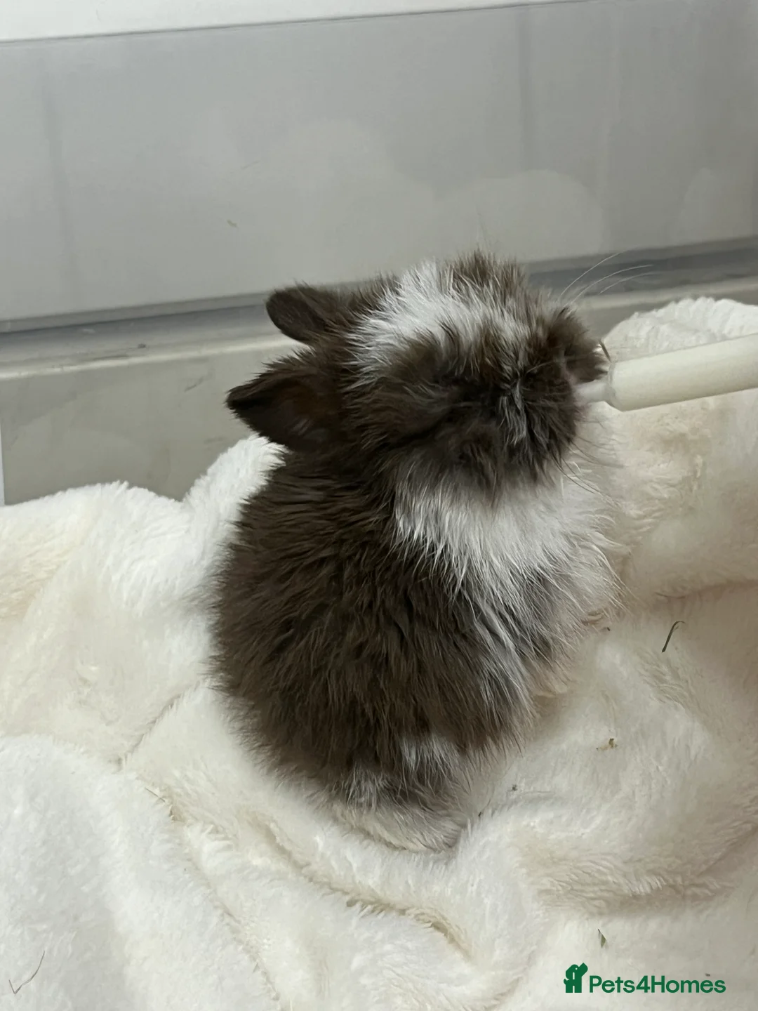 Mini Lop rabbits for sale: Mini lop babies  - Advert 1