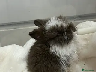 Mini Lop rabbits Mini lop babies - Advert 1