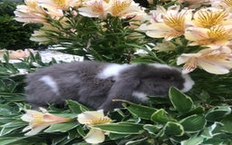 Mini Lop rabbits for sale: gorgeous friendly mini lops £75 - Image 7