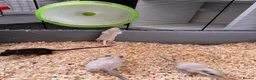 Gerbil rodents for sale: Gerbils for sale  - Advert 3