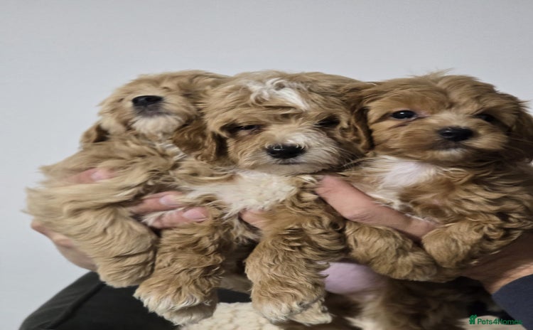 Maltipoo dogs - Advert 8