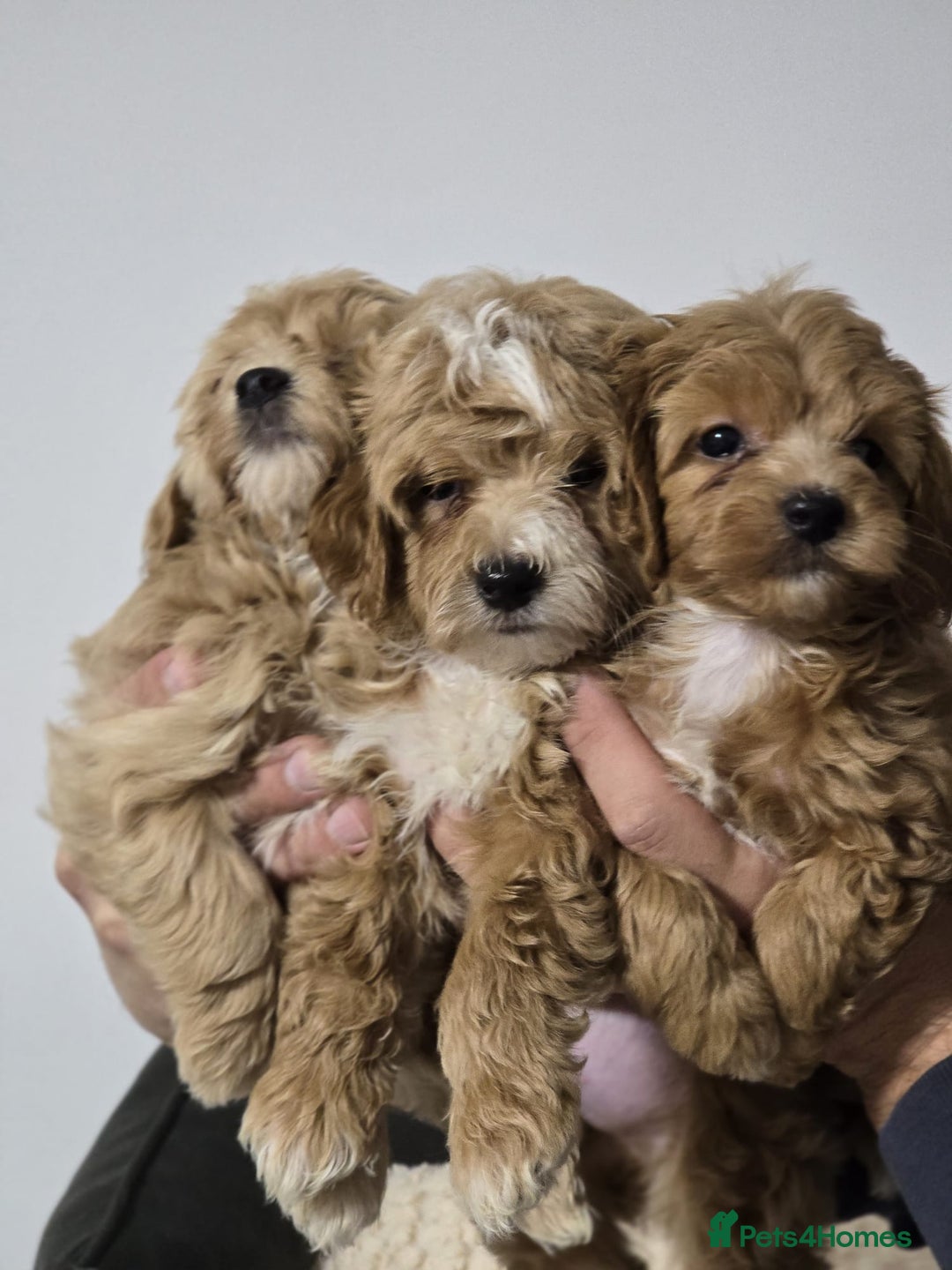 Maltipoo dogs for sale: Maltipoo Puppies – 3 Girls & 3 Boys - Image 1