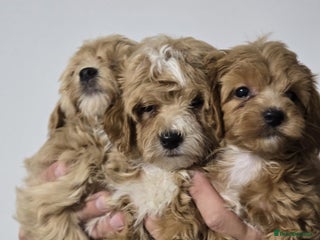 Maltipoo dogs - Advert 18