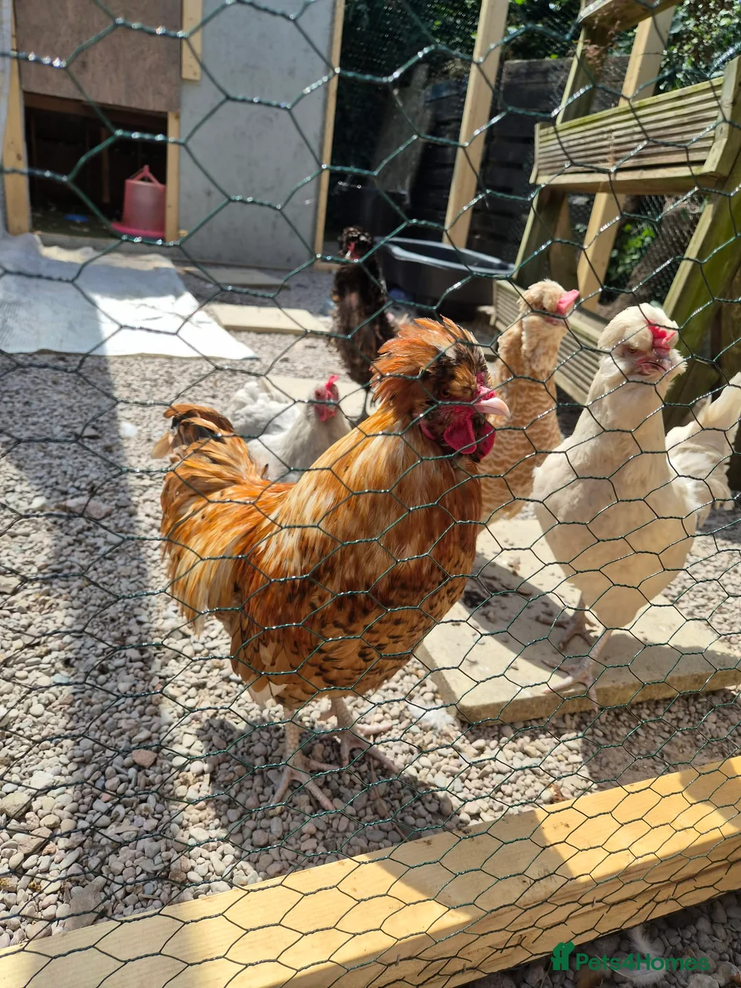 Chickens poultry for sale: Cockerel - Advert 1