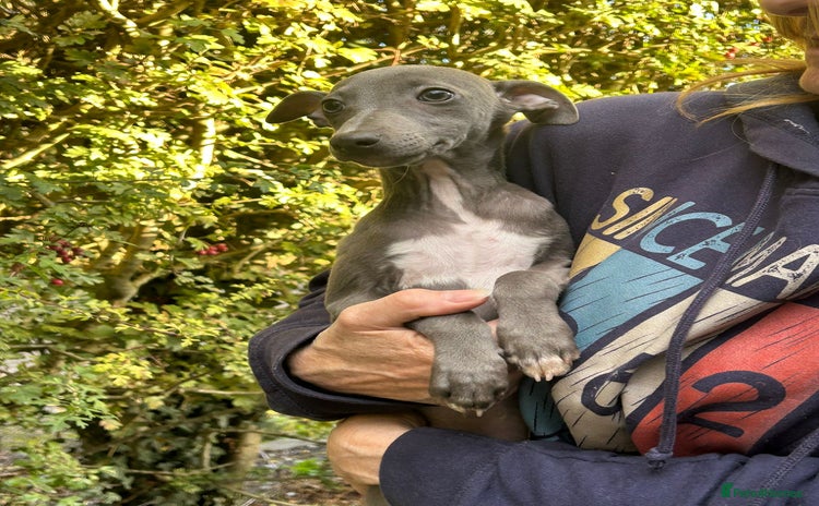 Whippet dogs - Advert 9