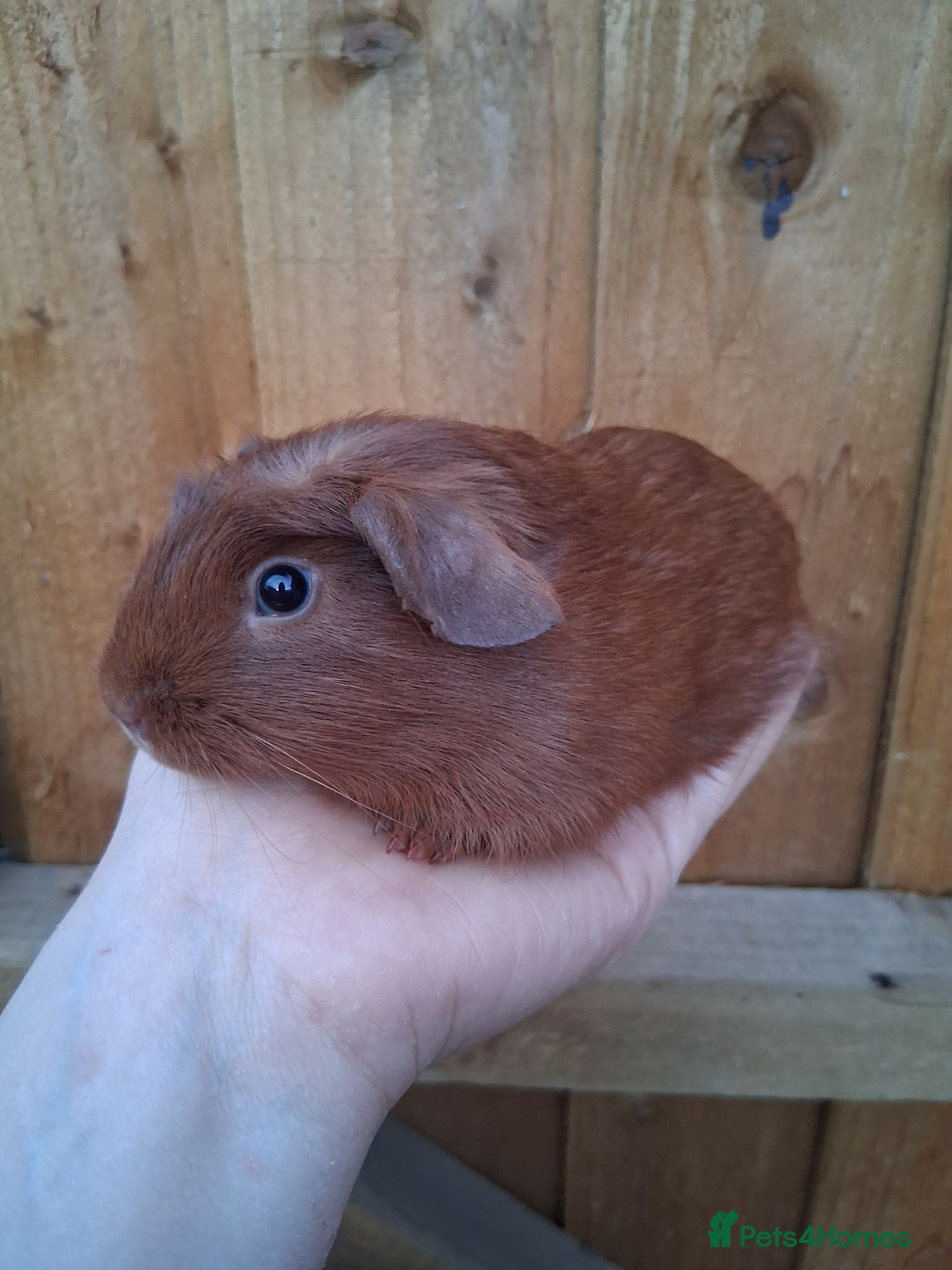Guinea Pig rodents 2 Baby boy guinea pigs for sale - Advert 6