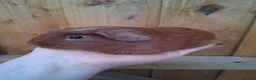 Guinea Pig rodents for sale: 2 Baby boy guinea pigs for sale - Advert 1