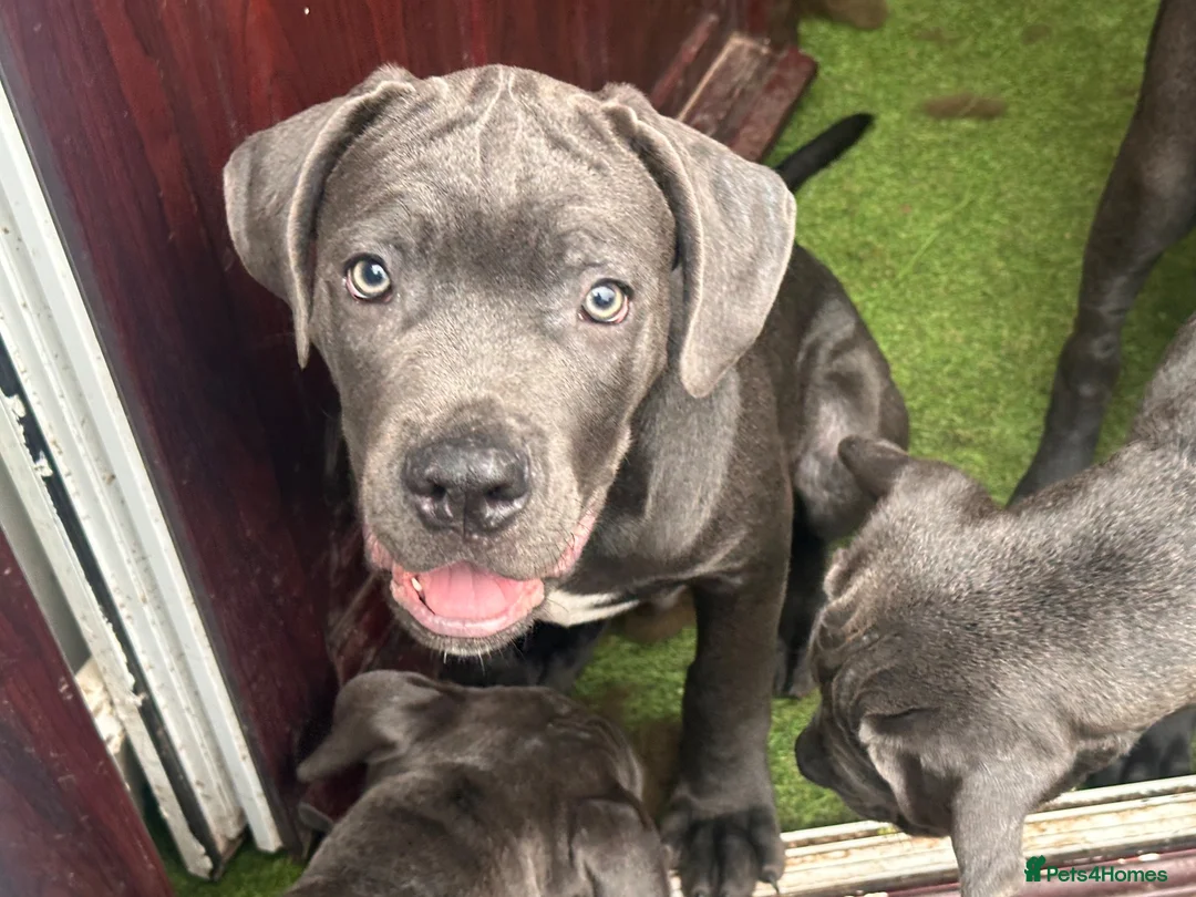Cane Corso dogs for sale: Lilith and Bagheera looking for forever home  - Advert 5