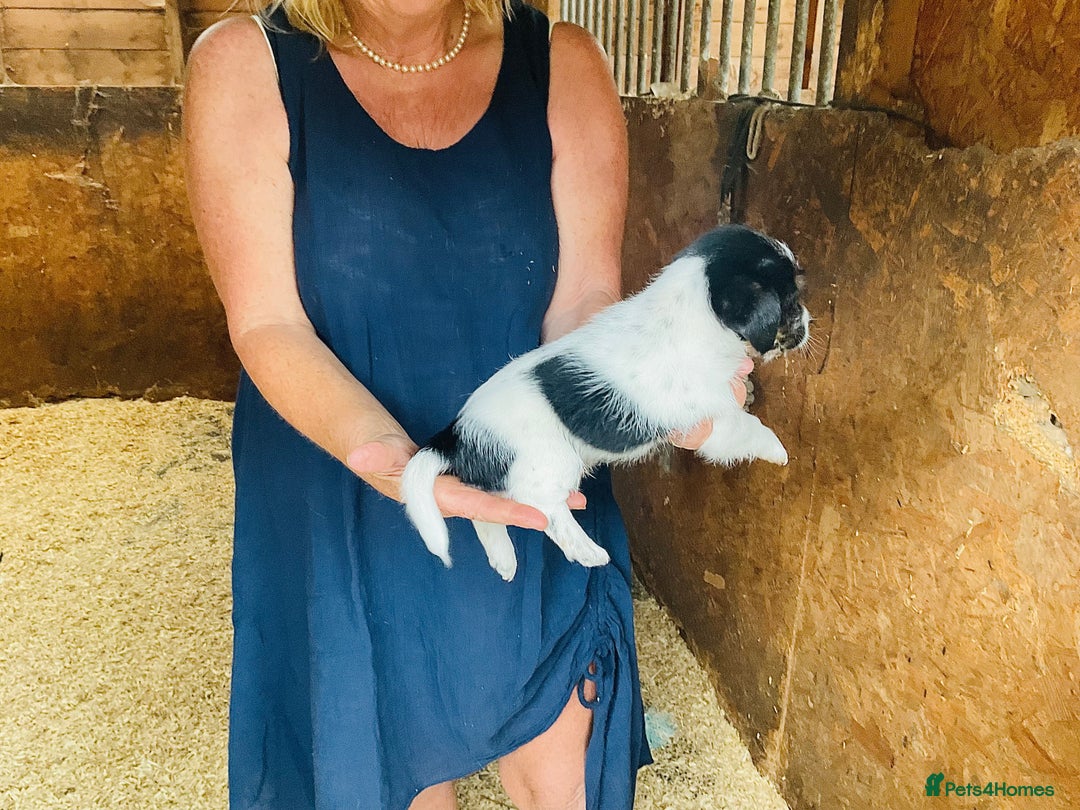 Jack Russell dogs for sale: Gorgeous Jack Russell puppies  - Image 10