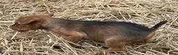 Lakeland Terrier dogs for sale: Lakeland / Patterdale Terrier Puppies - Advert 4