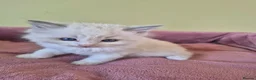 Ragdoll cats for sale: Ragdoll kittens GCCF regsitered - Advert 14