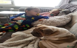 Mixed Breed dogs for sale: Male sher pei cross french bulldog  - Image 2