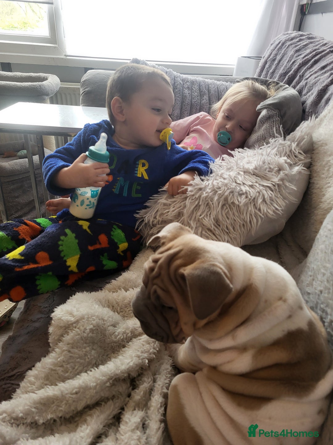 Mixed Breed dogs for sale: Male sher pei cross french bulldog  - Image 2