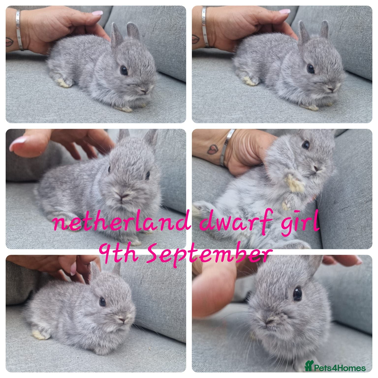 Netherland Dwarf rabbits Netherland dwarf babies  - Advert 7