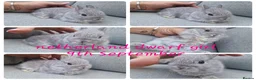 Netherland Dwarf rabbits for sale: Netherland dwarf babies  - Advert 1