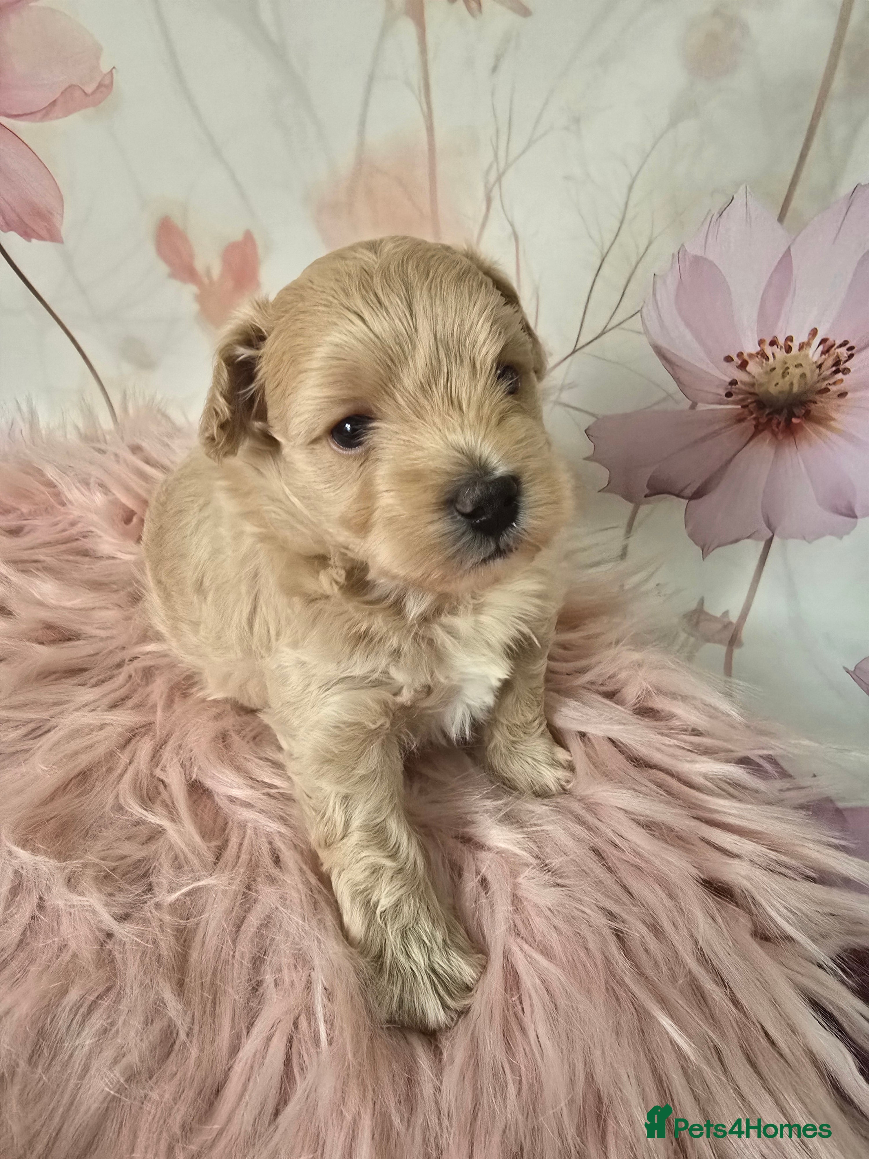 Maltipoo dogs Beautiful F1 maltipoo looking forever home ❤️🐶 - Advert 1