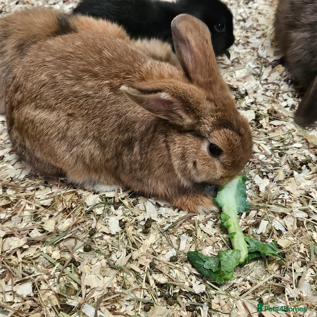Dwarf Lop rabbits for sale: Therapy Bunny Pairs - Image 9
