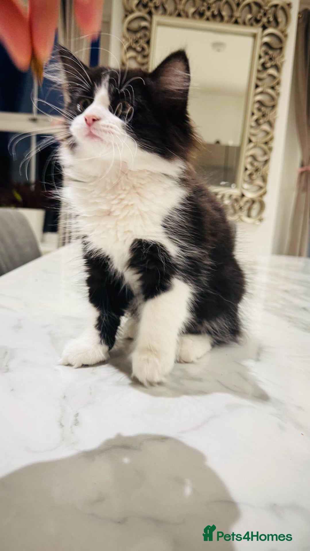 Mixed Breed cats for sale: Male and female kittens available - Advert 3