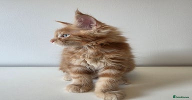 Maine Coon cats - Advert 14