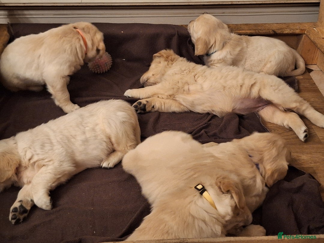 Golden Retriever dogs for sale: ⭐️⭐️Gorgeous White Golden Retriever Pups⭐️⭐️ - Advert 2