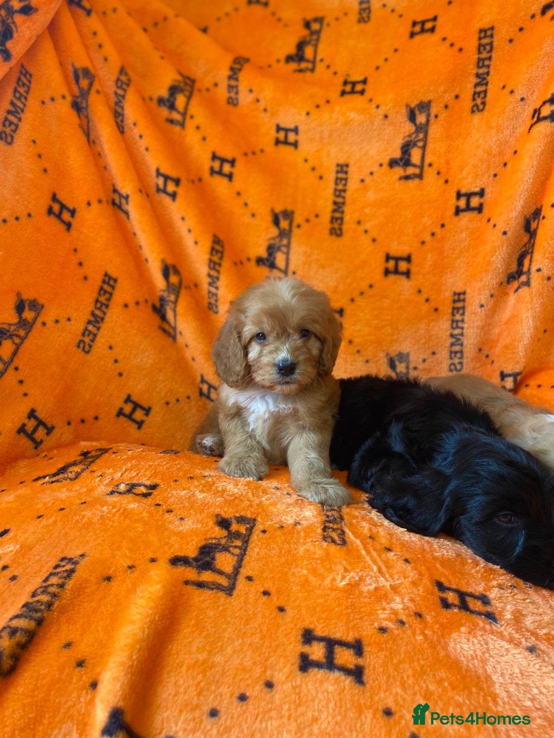 Cockapoo dogs for sale: Beautiful cockapoo - Image 2