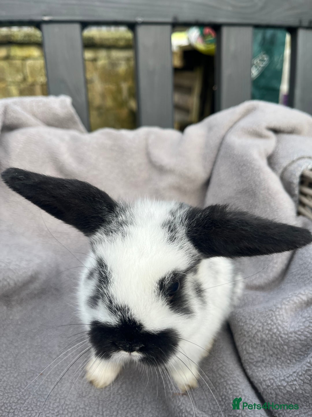 Mini Lop rabbits for sale:  Beautiful mini lops - Advert 12