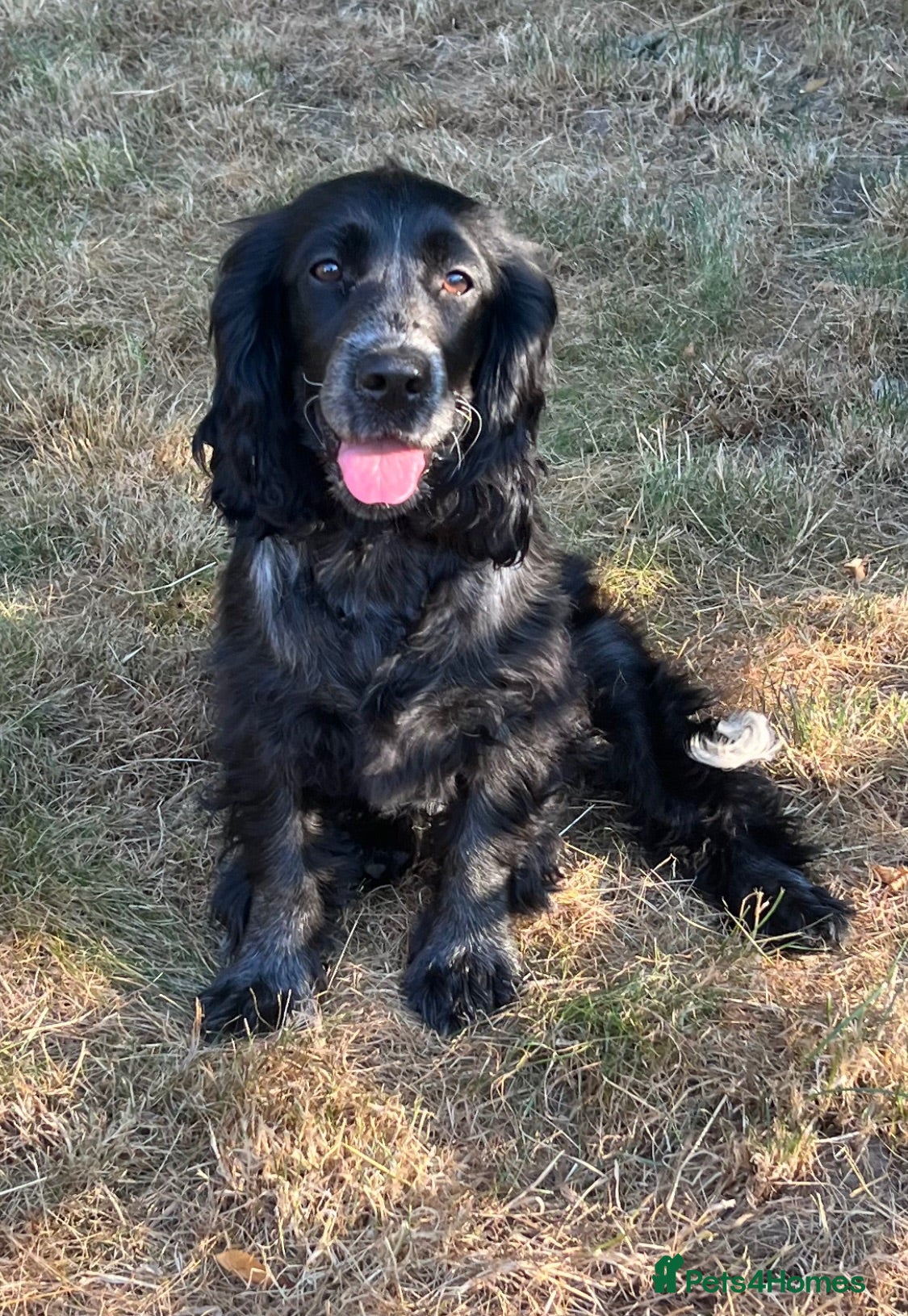 Cocker Spaniel dogs Cocker spaniel  - Advert 4