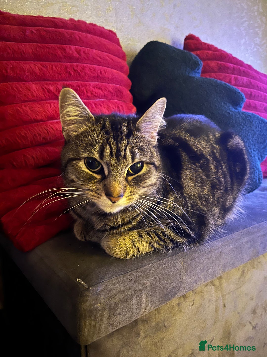 Mixed Breed cats for sale: Female Ragdoll cross - Advert 1