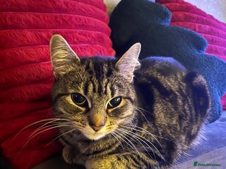 Mixed Breed cats Female Ragdoll cross - Advert 3