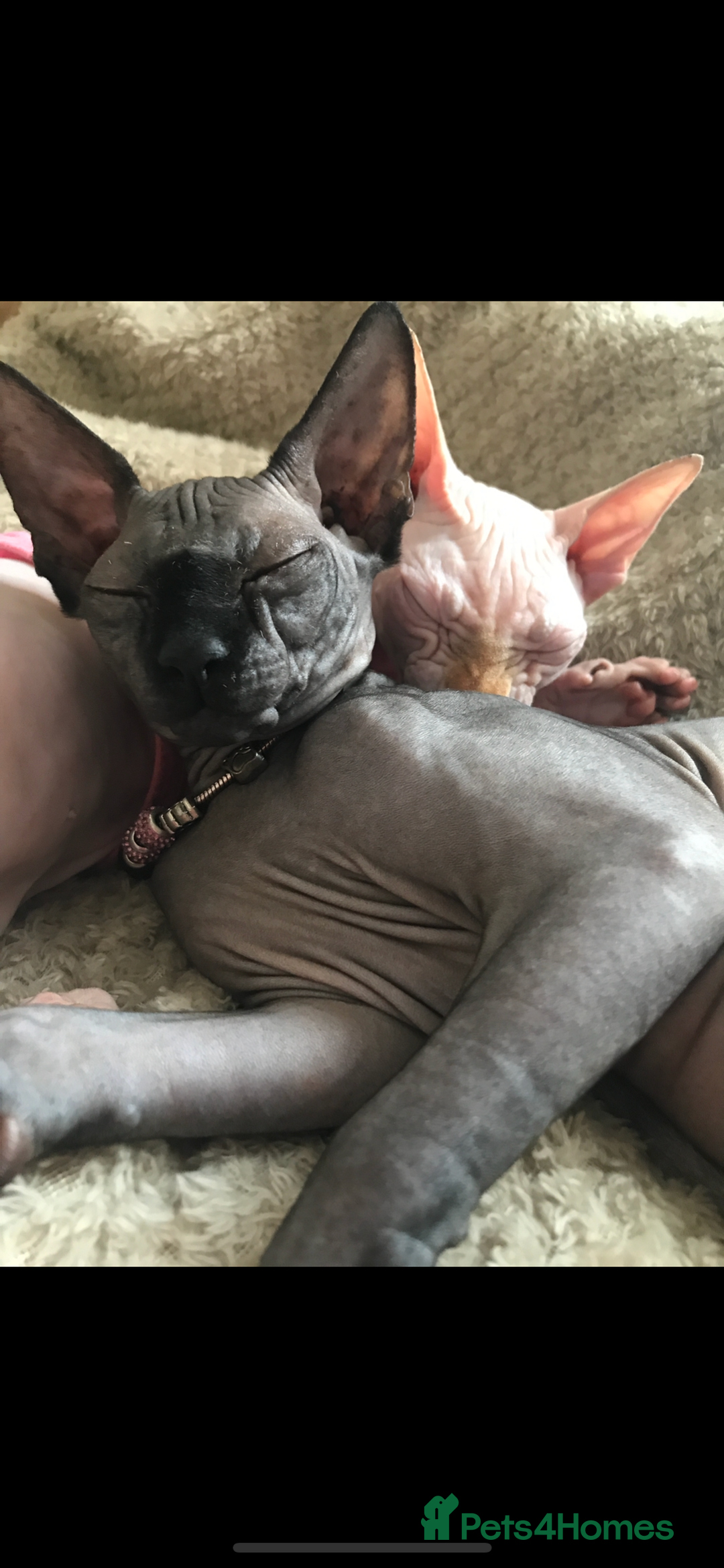 Sphynx cats for stud: OUTSTANDING  CHARCOAL SPHINX STUD 🖤250 - Advert 2