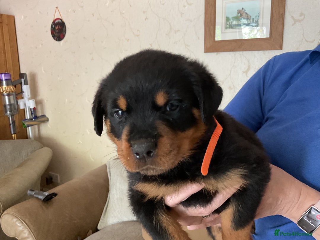 Rottweiler dogs for sale: Gorgeous KC Registered Rottweiler Puppies  - Image 10