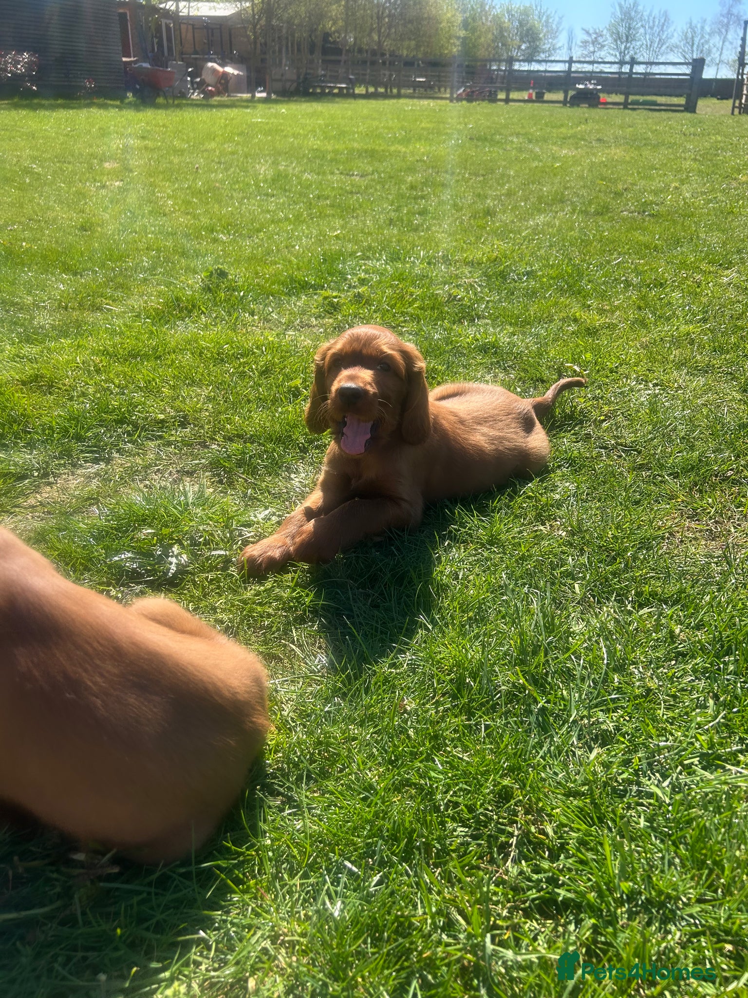 Irish Setter dogs Ready next week Beautiful Irish setter puppies  - Advert 2