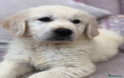 Golden Retriever dogs for sale: Home bred Chunky cream Goldie pups - Image 29
