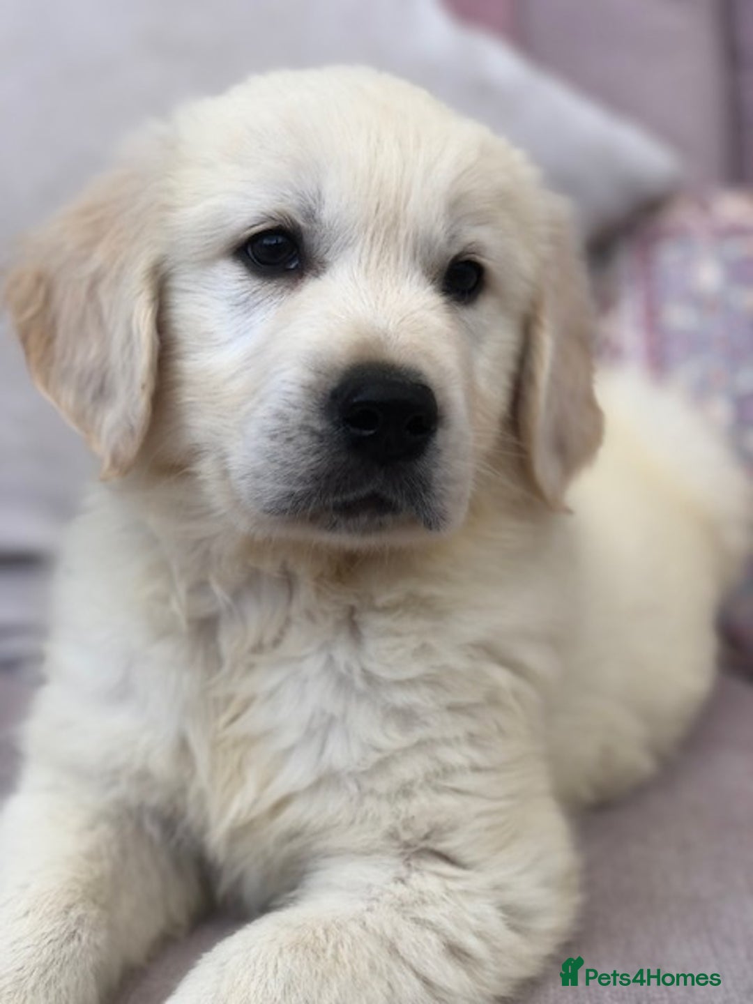 Golden Retriever dogs for sale: Home bred Chunky cream Goldie pups - Image 29